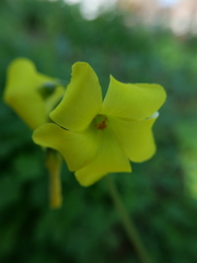 Oxalis pes-caprae