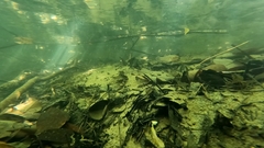 Stigmatogobius sadanundio