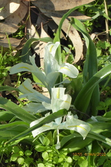 Iris palaestina