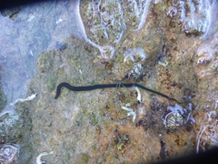 Eulalia microphylla