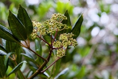 Schefflera