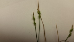 Carex communis