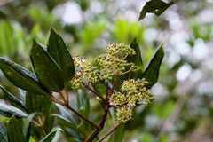 Schefflera