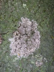 Athelia arachnoidea