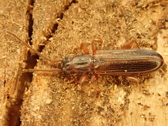 Dendrophagus crenatus