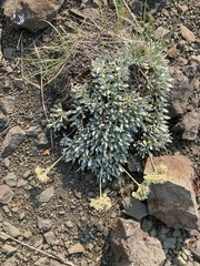 Eriogonum androsaceum