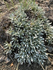 Eriogonum androsaceum