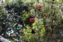Rhododendron rugosum
