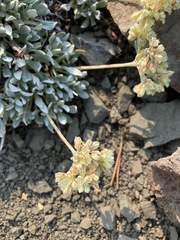 Eriogonum androsaceum