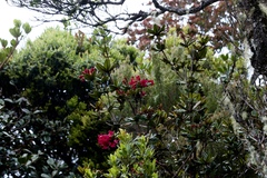 Rhododendron rugosum