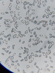 Flammulina velutipes