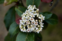 Photinia