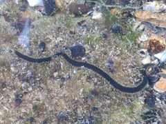 Eulalia microphylla