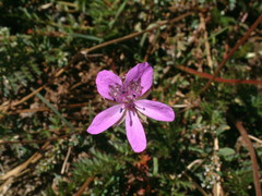 Erodium carvifolium