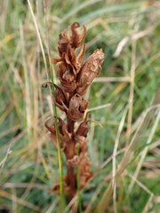 Orobanche alba