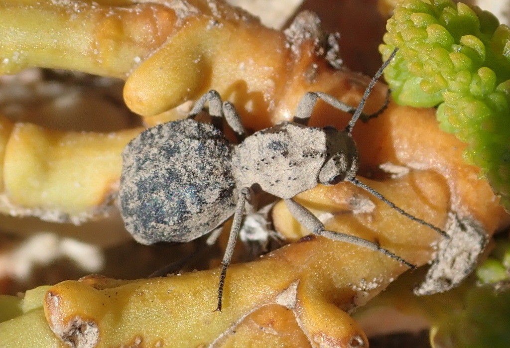 Christaderius Insect Cyrtoderes cristatus from Heaven in the Langkloof, Western District ...