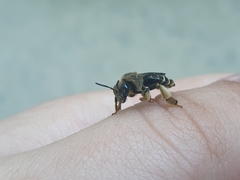 Macropis fulvipes