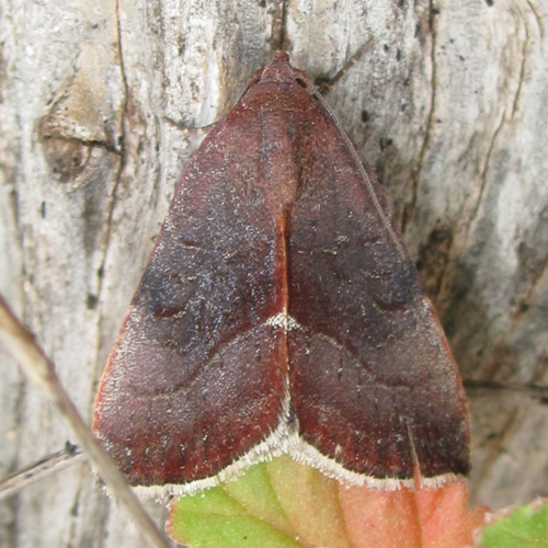 Wedgling Moth, photo 5 of 10