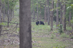Melursus ursinus ursinus