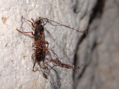 Diphyus quadripunctorius