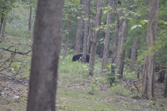 Melursus ursinus ursinus