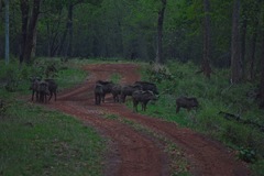 Sus scrofa cristatus