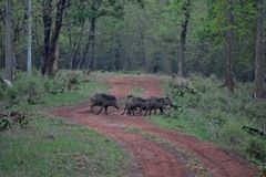 Sus scrofa cristatus