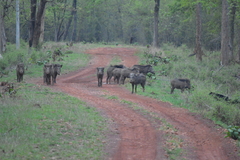 Sus scrofa cristatus