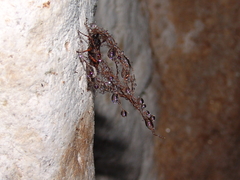 Diphyus quadripunctorius