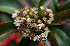 Photinia
