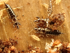 Eurytrichothrips
