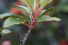 Photinia