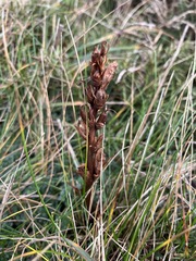 Orobanche alba