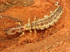 Raphidia