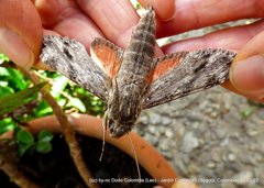 Erinnyis oenotrus