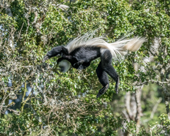 Colobus caudatus