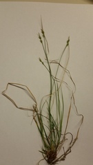 Carex communis