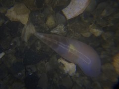 Melanella micans