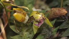 Dichaea neglecta