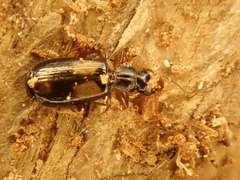 Calodromius spilotus