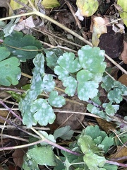 Erysiphe aquilegiae
