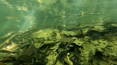 Stigmatogobius sadanundio