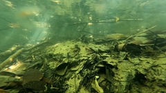 Stigmatogobius sadanundio