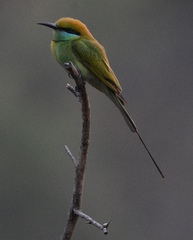 Merops orientalis