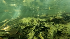 Stigmatogobius sadanundio