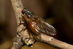 Phaonia rufiventris