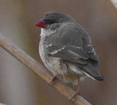 Amandava amandava