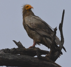 Neophron percnopterus