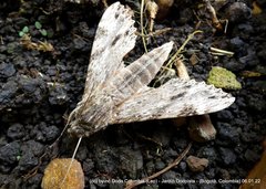 Erinnyis oenotrus