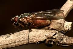 Phaonia rufiventris